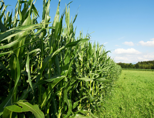 Zonder Fosfaat, toch resultaat