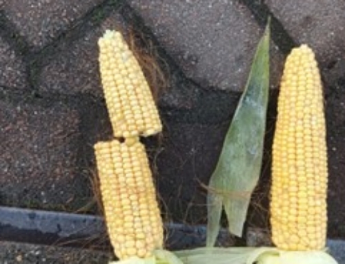 100 dagen mais na wintergerst