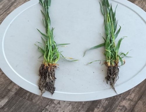 Proef Wintergerst (Compost-O® Noord-Brabant)